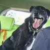 BLACKY ist sehr sensibel + ruhig ♥