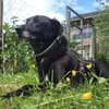 BLACKY ist sehr sensibel + ruhig ♥