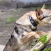 Bailey sucht seine Für-Immer-Familie
