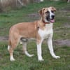 Bento - liebevolle Familie gesucht