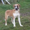 Bento - liebevolle Familie gesucht
