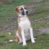Bento - liebevolle Familie gesucht