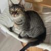 Kleiner Bandit sucht sein Zuhause