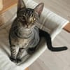 Kleiner Bandit sucht sein Zuhause