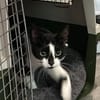 Patty sucht liebevolle Dosenöffner