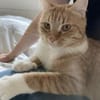 Chopper sucht ein liebevolles Zuhause