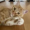 Chopper sucht ein liebevolles Zuhause