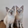 Mira & Marlene - einfach nur süüüß!