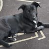 Hundekind braucht liebevolle Familie