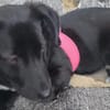 Hundekind braucht liebevolle Familie