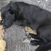 Hundekind braucht liebevolle Familie