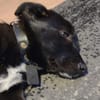 Hundekind braucht liebevolle Familie