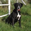 Bella - Mama sucht Für-Immer-Körbchen
