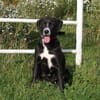 Bella - Mama sucht Für-Immer-Körbchen