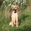 Bailey - kleiner Mann auf Familiensuche