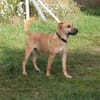 Bailey - kleiner Mann auf Familiensuche