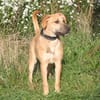 Bailey - kleiner Mann auf Familiensuche