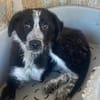 KOUKI - herziges Notfellchen sucht Liebe
