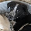 KOUKI - herziges Notfellchen sucht Liebe