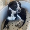 KOUKI - herziges Notfellchen sucht Liebe