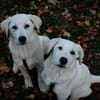 Sanfter ♥Taavi♥ in 27321 Thedinghausen
