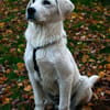 Sanfter ♥Taavi♥ in 27321 Thedinghausen