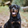 Oscar