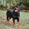 Oscar