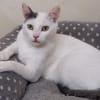 GEORGETTE (RESERVEE)