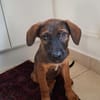 LUMA, chiot Berger Créole femelle