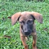 LUMA, chiot Berger Créole femelle