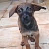 LUMA, chiot Berger Créole femelle