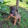 LUMA, chiot Berger Créole femelle