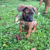 LUMA, chiot Berger Créole femelle