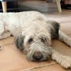 CHAPLIN,  Croisé Griffon Créole junior