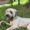 CHAPLIN,  Croisé Griffon Créole junior