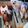 Minnie e Shila