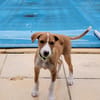 ZÉLIE, chiot femelle Berger Créole