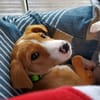 ZÉLIE, chiot femelle Berger Créole