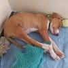 ZÉLIE, chiot femelle Berger Créole
