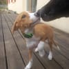 ZÉLIE, chiot femelle Berger Créole