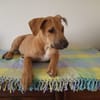 Néwis, mâle croisé berger, né le 15/06/2025 🐶