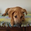 Néwis, mâle croisé berger, né le 15/06/2025 🐶