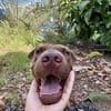 Pollux, mâle croisé shar pei, né le 03/06/2024🐶