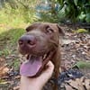 Pollux, mâle croisé shar pei, né le 03/06/2024🐶