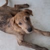 TEQUILA, chiot femelle croisée