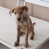 TEQUILA, chiot femelle croisée
