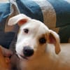 ARCHIE, chiot mâle Berger Créole