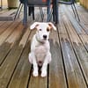 ARCHIE, chiot mâle Berger Créole
