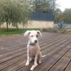 ARCHIE, chiot mâle Berger Créole